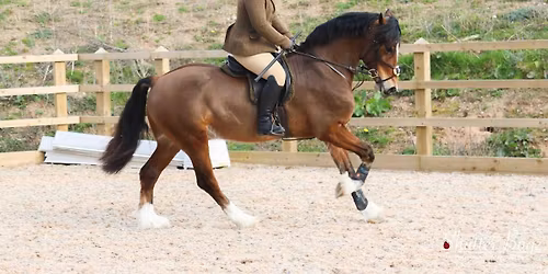 Working Hunter Competition (Summer League Show 4)