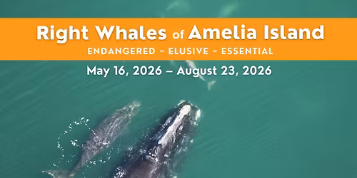 Opening Presentation: Right Whales of Amelia Island