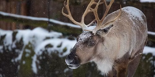 Advents- & Weihnachtstour