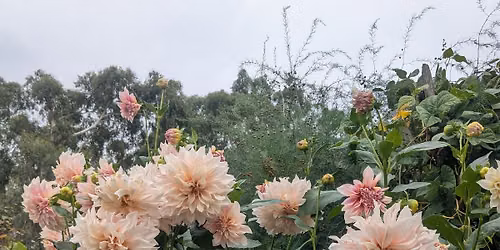 Dahlia divide and conquer hands on demonstration