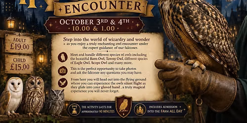 Harry Potter Owl Encounter