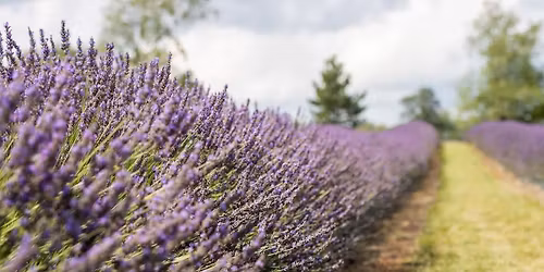 Lavender Farm Minis