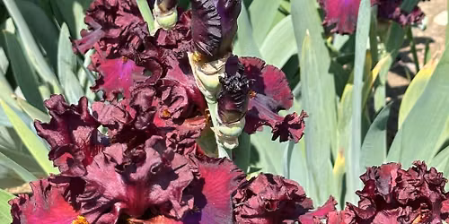 Annual Iris Sale!