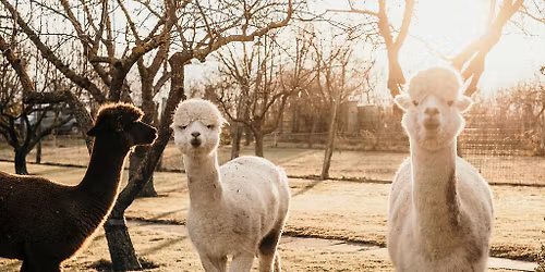 Winterzauber auf der Alpaka Weide