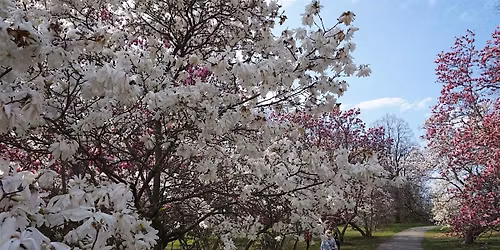 Spring in Bloom: A Walk Through Highland Park