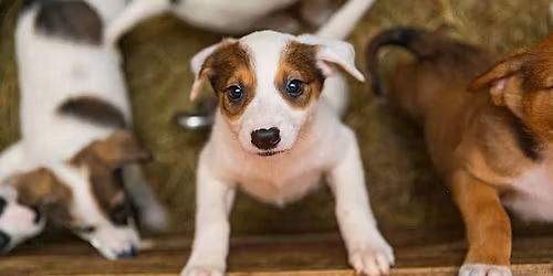 FIRST ANNUAL CALLIE CLUB CRAFT & TRADESHOW 