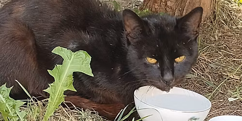 DUSZEK (Felu\u015b) \u2013 czarny kotek znik\u0105d.