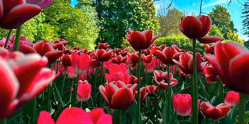 Tulpi\u0173 festivalis ir \u017eygis nacionaliniame Estijos parke!