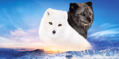 Le RDV #8 - Projection "Kina & Yuk : renards de la banquise"