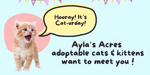 Cat-urday Adoption Event!