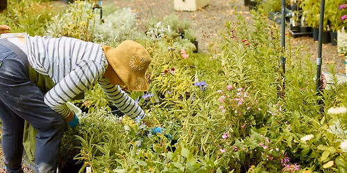 Plant sale | Friends of Royal Botanic Gardens Melbourne