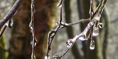 Out of the Woods - WREATH-MAKING WORKSHOP