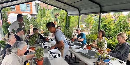Create your own bonsai with Bonsai X