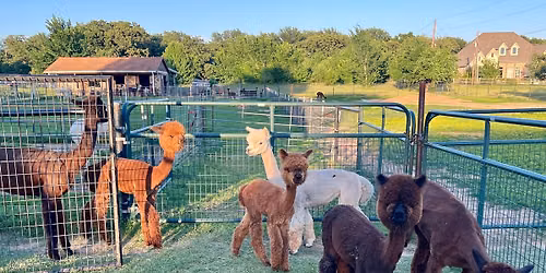 National Alpaca Farm Days 2026