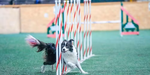 AKC Agility Trial by Badger Kennel Club!