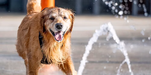 Splash Park Pooch Party