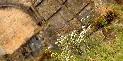 Initiation \u00e0 la botanique \u00e0 Orval Inscriptions