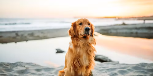 Trick Dog Training Class