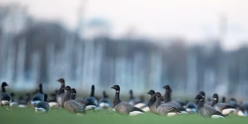 Coach trip to RSPB Frampton Marsh