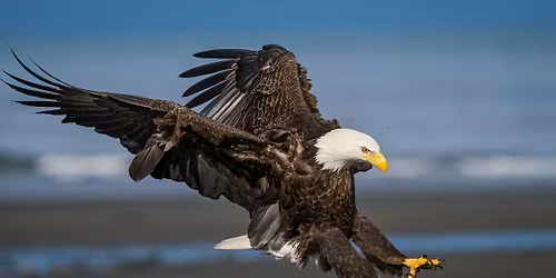 PhotoFest | Wildlife Photowalk at Seward Park with Nate Luebbe