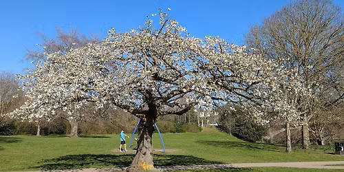 Let's appreciate our trees! A guided walking tour