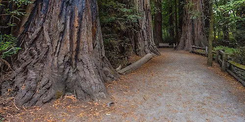 Copy of Spiritual hike to Henry Cowell State Park