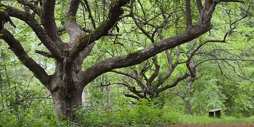 Mindful Outdoor Experience