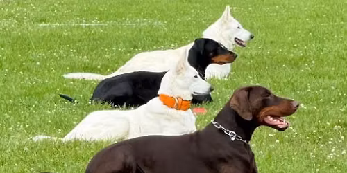 Dobermannien TOKO-mestaruuskoe 2026