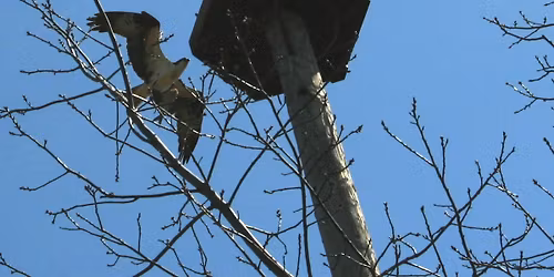 Family Bird-A-Thon (FAN Club Outing)