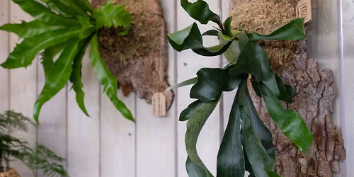 Wall Mounted Fern Workshop