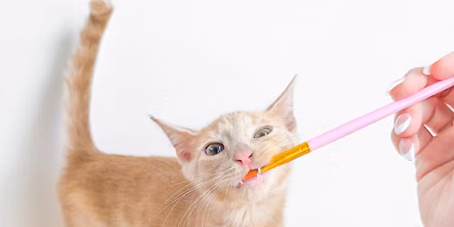 Watercolor with Whiskers! | August 28th