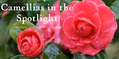 Camellias in the Spotlight
