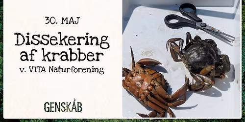 Dissekering af krabber  v. VITA Naturforening (alle aldre) \/\/ Taastrup Bibliotek