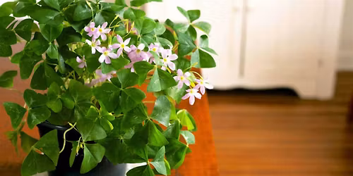 POT OF GOLD - SHAMROCK WORKSHOP