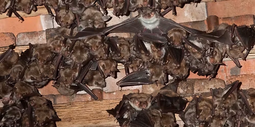 Vortrag: Kinderstube der Nacht \u2013 Von der Geburt bis zum Fl\u00fcggewerden der Fledermaus