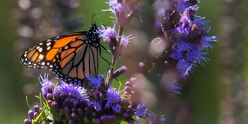 Monarch Butterfly Tagging (All Ages)