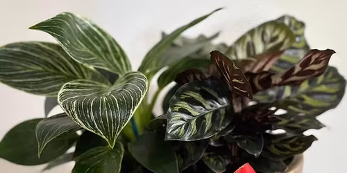 Luxury Natural Gifts 