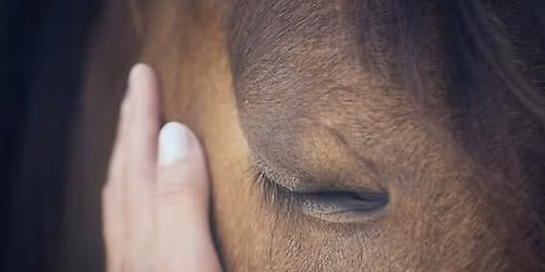 July Women's Weekend - A Horse: My Guide, My Healer