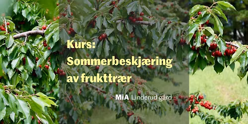 Kurs: Sommerbeskj\u00e6ring av frukttr\u00e6r