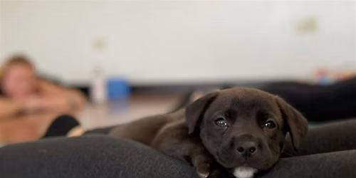 Rescue Puppy Yoga @ Genesis Health Club Greenwood Village
