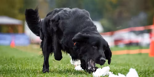 Medina Kennel Club & GSDCNO Fast Cats