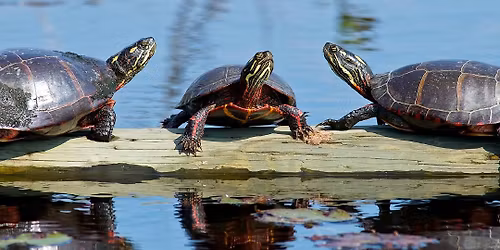 It Takes a Village: Learning from a Community Turtle Project