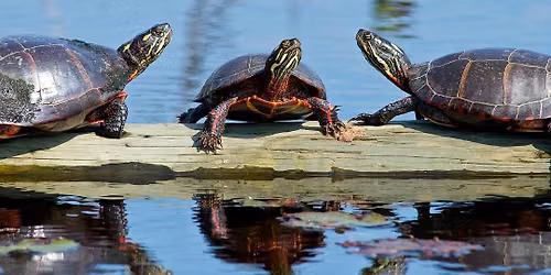 It Takes a Village: Learning from a Community Turtle Project