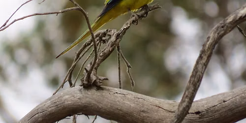 Badgerup Reserve, Wanneroo - morning excursion