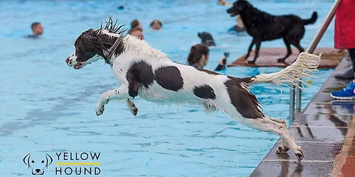 Sandford Parks Lido Dog Swim