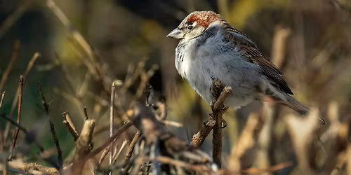 Birding at Burden January 2026