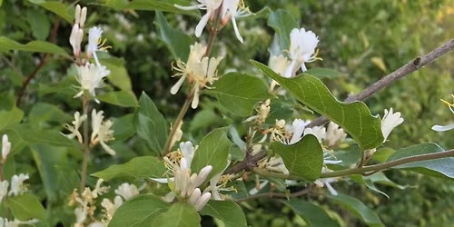 2025 KY Invasive Plant Conference