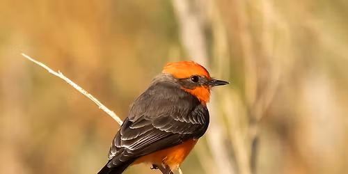 Birding Walk-About at Desert Willow