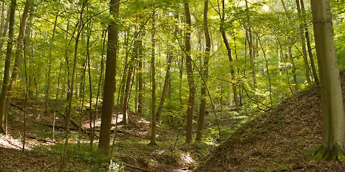 Bird Your Preserves: Bird Bingo at Boch Hollow
