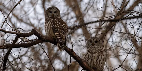 Trivia on the Trails: Owl Trivia!